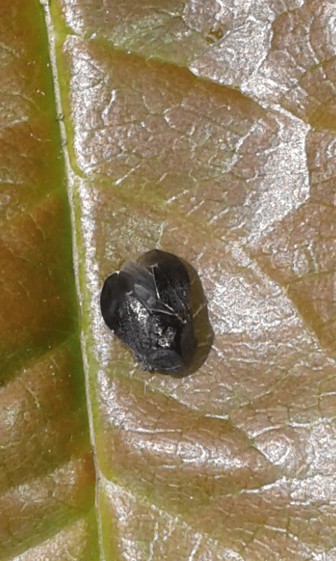 Penthimia nigra (Deltocephalinae, Cicadellidae)?